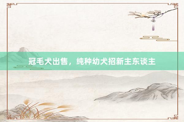 冠毛犬出售,纯种幼犬招新主东谈主